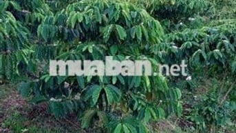 CẦN NHƯỢNG LẠI THỬA ĐẤT RẦY CA PHÊ dt 1,8ha giá 880tr cả lô