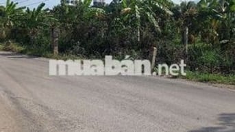 Bán hơn 6000 m đất trồng . oto và trụ điện lên tận đất giá chỉ 1 tỉ 3