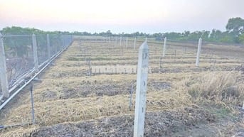 Đất gần biển, 8x50 (200 thổ), đường ôtô 