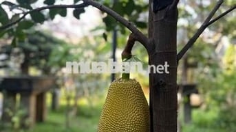 Cho Thuê Nhà Nguyên Căn Mặt Tiền Lê Thị Hà, TT HM, giá 22tr/tháng
