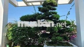 Bán nhà 3 lầu+sân thượng ngay chợ mặt tiền đường nhựa kinh doanh tốt