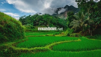 Bán đất 4.800m² Thôn Đôn, Pù Luông, Thanh Hoá