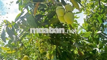 Vuờn trái cây Long Phước-TP Bà Rịa - 80 thổ 2tỷ8 dân cư đông-900m2