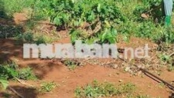 đất liên kết sau nhà máy chánh thu đường tránh buôn hồ
