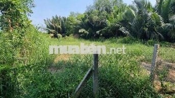 Đất vườn, quy hoạch khu dân cư hiện hữu. nhơn Đức Nhà Bè