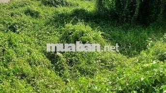 📍 BÁN ĐẤT MẶT TIỀN TÂN PHONG – TIỀN GIANG