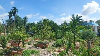 Đất thổ Chính chủ Ấp 3 Thạnh Đức, Bến Lức - Long An