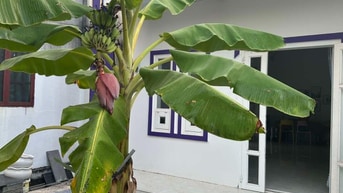 Nhà sân vườn, sân trước rộng rãi, sân sau vườn trái cây và cây cảnh