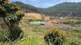 BÀ CHỊ GỬI BÁN LÔ ĐẤT 1.650m² – ĐẤT NÔNG NGHIỆP QUY HOẠCH THỔ CƯ 🌿  📍