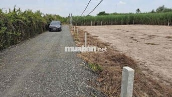 Đất Thổ Cư 5x26m Đường Ô Tô Thạnh Đức Gò Dầu Tây Ninh