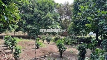 Bán đất tặng vườn sầu riêng đang thu hoạch