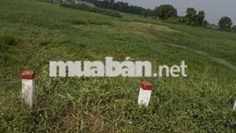 Cần bán nhanh: giá chỉ 520 triệu cho 576,2 m2 tại xã Bình Mỹ, Củ Chi.