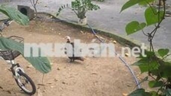 Nhà nguyên căn cấp 4 gần Bà Nà tp Đà Nẵng
