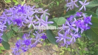 Cho thuê nhà nguyên căn tại Thôn Diêu Phong xã Bà Nà tp Đà Nẵng