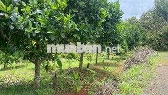 chủ cần bán miếng vườn trái cây giá ngộp