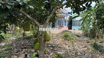 đất thổ cư gần chợ 7m mặt tiền