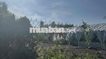 Bán 115m2 Đất thổ cư chính chủ Tại Phước Lý, Cần Giuộc mặt tiền hẻm
