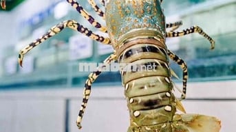 Cho thuê mặt tiền kinh doanh đường 10m5 Lê Trọng Tấn