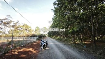 bán 10x50 đường Nguyễn Xuân Nguyên