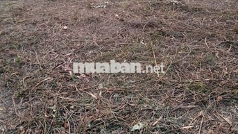 Bán đất tại Quốc lộ 14, giá cực chất 24,8 tỷ, diện tích 9887 m2