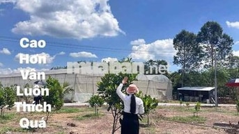 Chủ cần vốn bán gấp đất tặng vườn mít ruột đỏ + Dừa