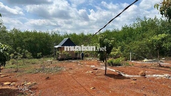 đất vườn giá ngộp cần thanh lý