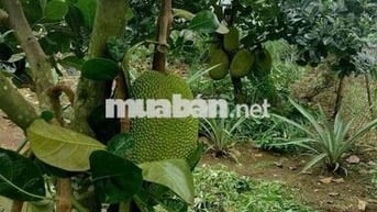 cần tiền làm ăn chủ cần bán miếng đất vườn hơn 3600m2