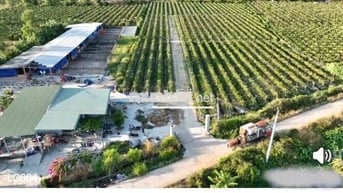 CẦN BÁN GẤP 1100M2 ĐẤT XÃ TÂN TIẾN - LA GI - BÌNH THUẬN