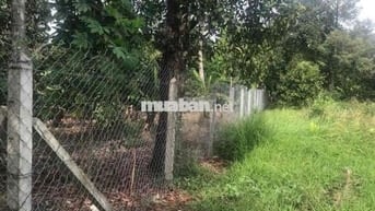 BÁN ĐẤT VƯON AN SƠN 467M2 CÓ 100M2 THỔ CƯ TIỆN XÂY NHÀ VƯỜN NGANG 11M