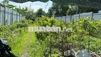 Cần bán gấp đất mặt tiền đường Liên Cảng, có thổ cư