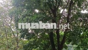 chính chủ cho thuê nhà nguyên căn  view hồ khương thượng 