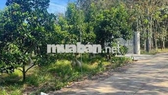 Chủ Cần Bán Nhanh Vườn Mít Trong Tháng
