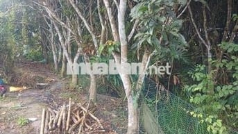 Bán đất vườn kv Ba Láng Cần Thơ