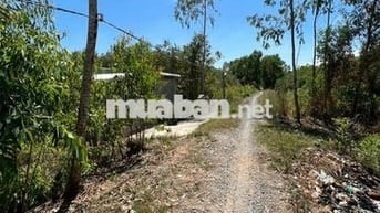 Bán đất nhà và cây ăn trái 1,1 Hecta đất tại Mỹ Bình, Đức Huệ, Long An