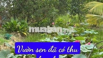 Nhà vườn 6000m có nhà.vườn ao cá. Đường kênh trung ương Vĩnh Lộc b.