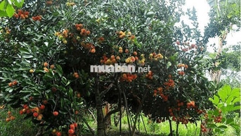 về thăm  vườn trái  cây  Long Khánh