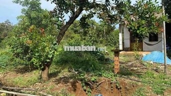 Bán Đất Vườn 1200m2 Có Thổ Cư, Sổ Riêng, Có Cây Ăn Trái Sẵn