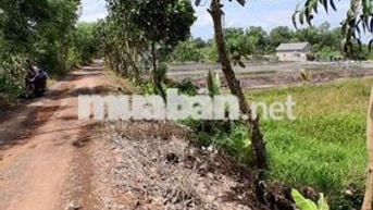 Bán Đất tân bình tân Thạnh long An Mặt Tiền 25m x70m dài giá rẻ