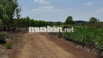 Cần bán 10,5 mẫu đất cây lâu năm đã sẵng hạ tầng điện nước