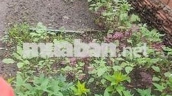 Bán đất 100m2 (5×20) gần ngã 3 ông Xã, phường Dĩ An