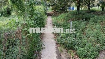 Cần bán 5000m² đất trồng sầu riêng trên 5 năm tuổi