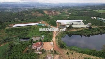 CẦN BÁN VƯỜN CÀ PHÊ + TRẠI HEO + TRẠI GÀ 9HA- LÂM HÀ LÂM ĐỒNG