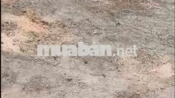 BÁN ĐẤT CÂY DA PHƯỚC THẠNH GÒ DẦU TÂY NINH