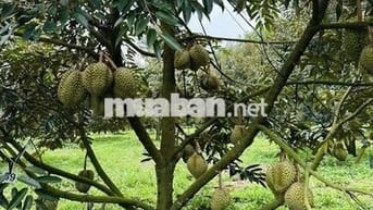 Cần tiền để chữa bệnh, bán gấp vườn sầu thái 5000m2 giá 690tr.