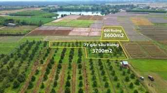 Khoảng 3,7 công. Có 77 gốc sầu riêng đang cho trái. 950tr