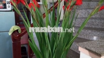 Cho thuê trọ trung tâm tiện nghi