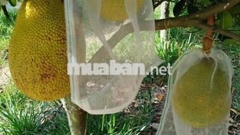 chủ bán lô đất vườn mít thái  đang thu hạch TP HCM giá 680tr sổ sẳn 