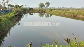 VIEW SÔNG TAM TIẾN CỰC MÁT – SỞ HỮU NGAY ĐẤT 2 MẶT TIỀN, TẶNG KÈM NHÀ