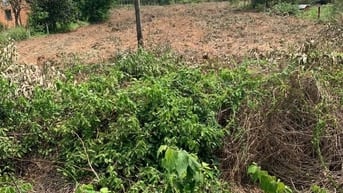 Bán Đất Chính Chủ Đường DT749A,Xã Minh Thạnh TP.HCM,Đất Đẹp Bán Gấp.