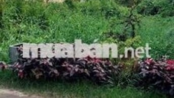ĐẤT THỔ CƯ 8 X30 MẶT TIỀN ĐƯỜNG THÔNG SAU CHỢ NỮ DÂN CÔNG VLA